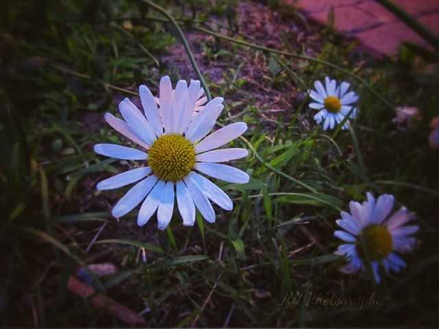 Daisies in the evening #iffioriginal #iffiphotography #daisies #daisy #beaverdamwi #iheartbd #eveningbeauty #beautiful